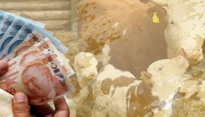 Çiftçiye 350,9 milyon TL destek ödemesi hesaplarda