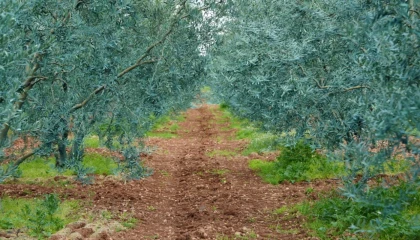 Eskişehir’de ’Dorlion Zeytinyağı’ kalitesini ödüllerle tescilledi