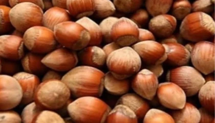 Fındık üreticisi zor durumda!