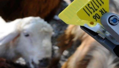 Hayvan sahiplerine aşı ve küpe ücretlerinde önemli ayar... O ücretler desteklemeden düşecek