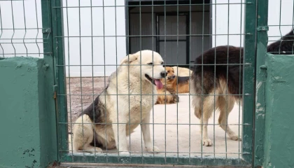 İstanbul Çekmeköy’de sokak hayvanları için dev doğal yaşam alanı açıldı