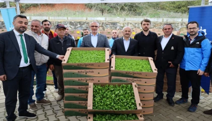 Kocaeli’de çiftçilere sebze fidesi desteği