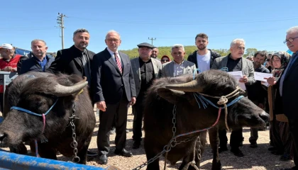 Kocaeli’de damızlık mandalar üreticilere teslim edildi