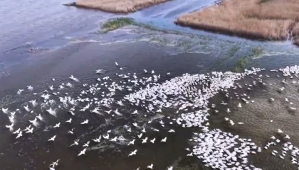 Kuşcenneti’nde görsel şölen... Yüzlerce Tepeli Pelikan aynı anda suya indi