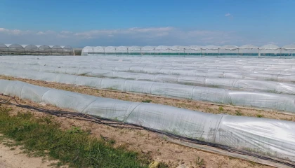 Mersin’de ’marul tarlada kaldı’ iddiasına yalanlama