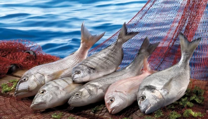Su ürünleri ilk çeyrekte ihracatını yüzde 24 artırdı... Levrek liderliğini sürdürdü
