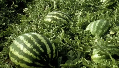 Tarım ÜFE’de yıllık artış yüzde 36,09’a ulaştı