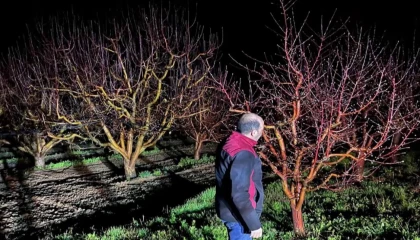 Zirai don alarmı! Ekipler sahada