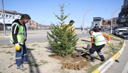 Zonguldak’ta yeşil alanlar batı ladini fidanlarıyla güçleniyor