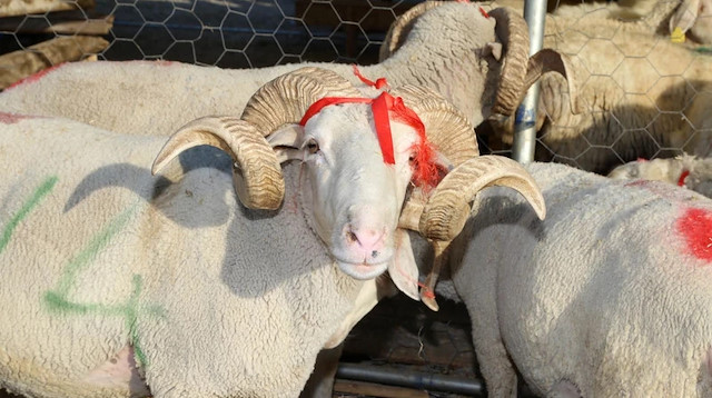 Osmaniye’de Kurbanlık Krizi: Besici Zorlanıyor