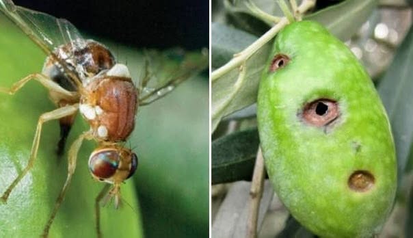 Düziçi’nde Zeytin Sineği Uyarısı İlaçlama Başladı Sürüyor