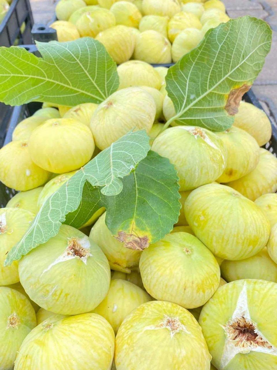 Kahramanmaraş'ta Abbas İnciri Hasadı Başladı mı?